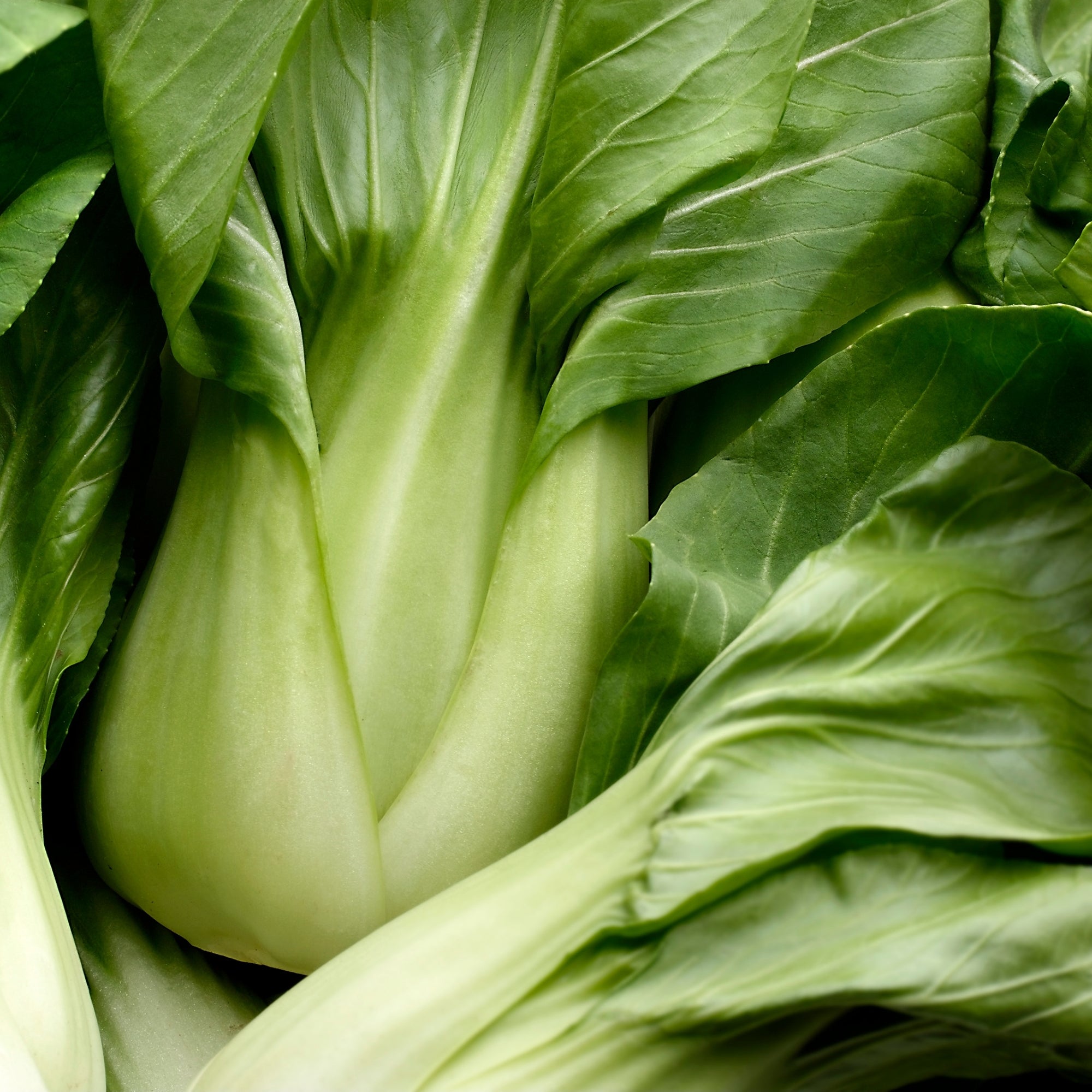 close up of bok choy